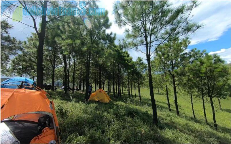 Dựng lều cắm trại dưới những gốc cây thông