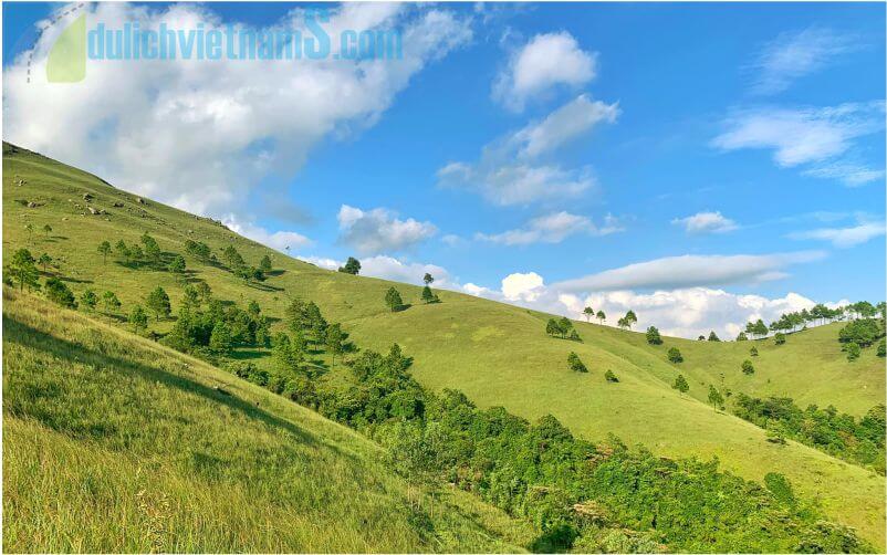Khung cảnh thơ mộng trên nền cỏ xanh